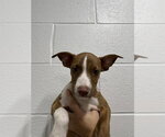 Small Ibizan Hound Mix