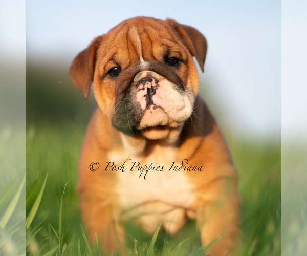Medium Photo #2 English Bulldog Puppy For Sale in WARSAW, IN, USA