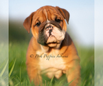 Small #1 English Bulldog
