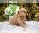Small Photo #7 Poodle (Standard) Puppy For Sale in NAPPANEE, IN, USA