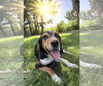 Small #4 Beagle Mix