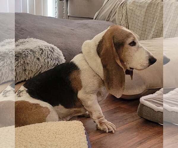 Medium Photo #7 Basset Hound Puppy For Sale in Las Vegas, NV, USA