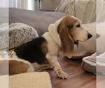 Small #6 Basset Hound