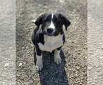 Small Photo #2 Saint Bernard-Unknown Mix Puppy For Sale in Woodsfield, OH, USA