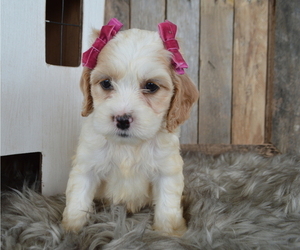 Cock-A-Poo Puppy for sale in HONEY BROOK, PA, USA