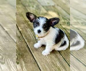 Malchi Puppy for sale in UNITY, NH, USA