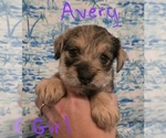 Small #15 Chizer