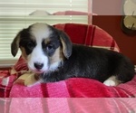 Small Photo #20 Cardigan Welsh Corgi Puppy For Sale in DEARBORN, MO, USA