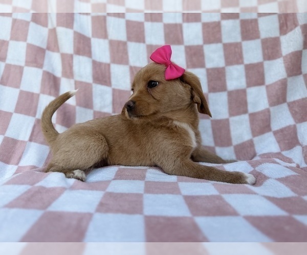 Medium Photo #6 Beagle-Labradoodle Mix Puppy For Sale in LAKELAND, FL, USA