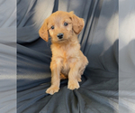 Puppy Peanut Cavapoo-Goldendoodle Mix