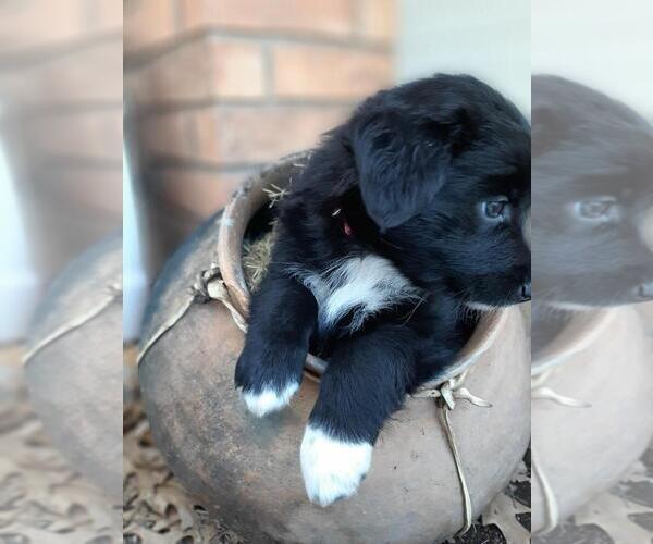 Medium Photo #7 Australian Shepherd Puppy For Sale in WICHITA FALLS, TX, USA
