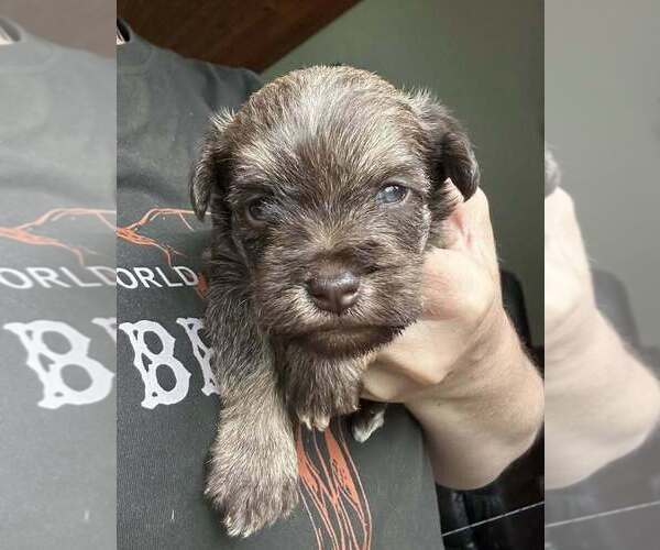 Medium Photo #1 Schnauzer (Miniature) Puppy For Sale in COLTON, OR, USA