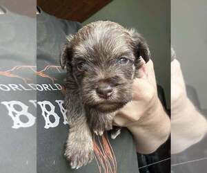 Schnauzer (Miniature) Puppy for sale in COLTON, OR, USA