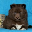 Small Photo #3 Pomsky Puppy For Sale in GAP, PA, USA
