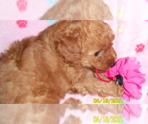 Medium Poodle (Toy)