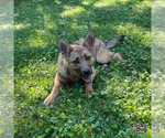 Small #5 German Shepherd Dog Mix