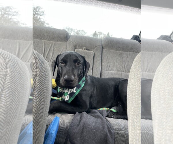 Medium Photo #6 Labrador Retriever-Unknown Mix Puppy For Sale in St. Louis Park, MN, USA