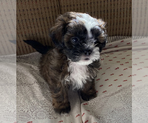 ShihPoo Puppy for sale in KETTLE FALLS, WA, USA