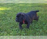 Small #2 Cane Corso