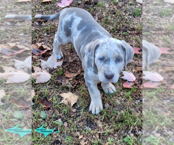 Medium Photo #4 Catahoula Leopard Dog Puppy For Sale in MORAN, MI, USA