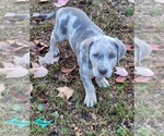 Small #3 Catahoula Leopard Dog