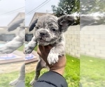 Small Photo #6 French Bulldog Puppy For Sale in NEW ORLEANS, LA, USA