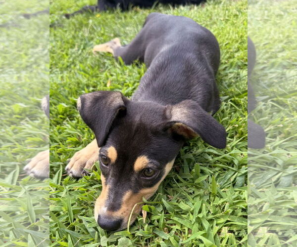 Medium Photo #3 Mutt Puppy For Sale in Corona, CA, USA