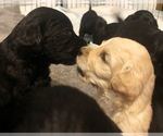 Small Photo #17 Labradoodle Puppy For Sale in SUTHERLIN, OR, USA