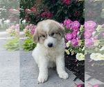 Small #1 Great Pyrenees