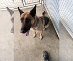 Apache - Male German Shepherd Dog Dog for Adoption - Small photo