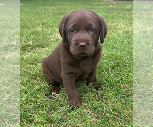Labrador Retriever Puppy for sale in KNIGHTDALE, NC, USA