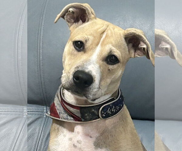 Medium Photo #7 American Pit Bull Terrier-Rat Terrier Mix Puppy For Sale in Cary, NC, USA