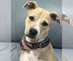 Small #6 American Pit Bull Terrier-Rat Terrier Mix