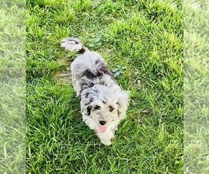 Cockapoo (Miniature) Puppy for sale in BLUE SPRINGS, MO, USA