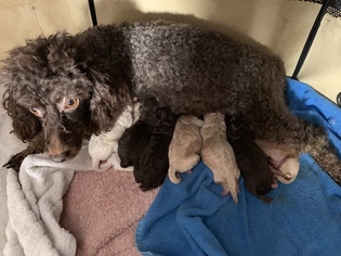 Poodle (Miniature) Puppy for sale in ROCKVILLE, MD, USA