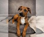 Small #4 Labrador Retriever Mix