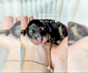 Bernedoodle (Miniature) Puppy for sale in ELKHART, IA, USA