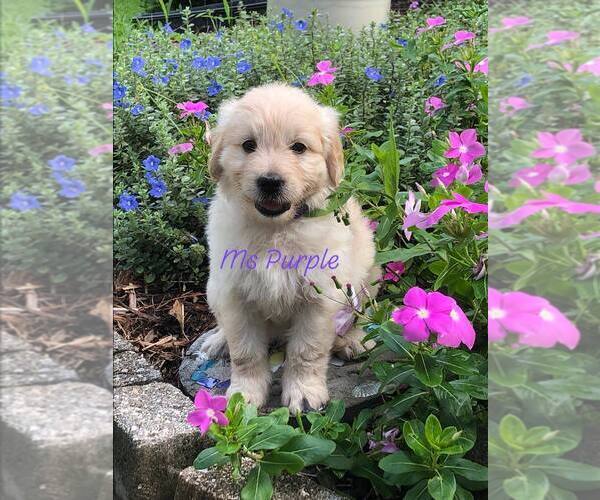 Medium Photo #6 Goldendoodle Puppy For Sale in PALM BAY, FL, USA