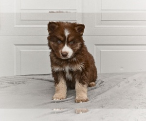 German Shepherd Dog-Siberian Husky Mix Puppy for sale in MILLERSBURG, OH, USA