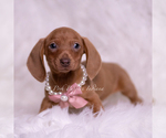 Small #3 Dachshund