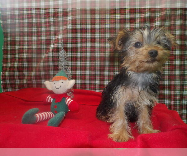 Medium Photo #4 Yorkshire Terrier Puppy For Sale in PATERSON, NJ, USA