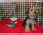 Small #3 Yorkshire Terrier
