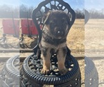 Puppy Black Collar German Shepherd Dog