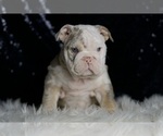 Small Photo #17 English Bulldog Puppy For Sale in WARSAW, IN, USA
