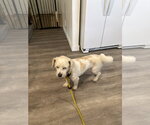 Small #5 Mutt