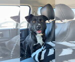 Small #1 Labrador Retriever-Retriever  Mix