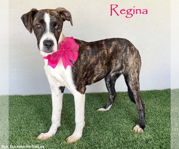 Medium Photo #1 Boxer-Plott Hound Mix Puppy For Sale in San Diego, CA, USA