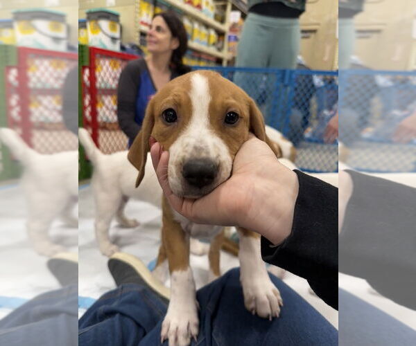 Medium Photo #7 Mutt Puppy For Sale in Wenonah, NJ, USA