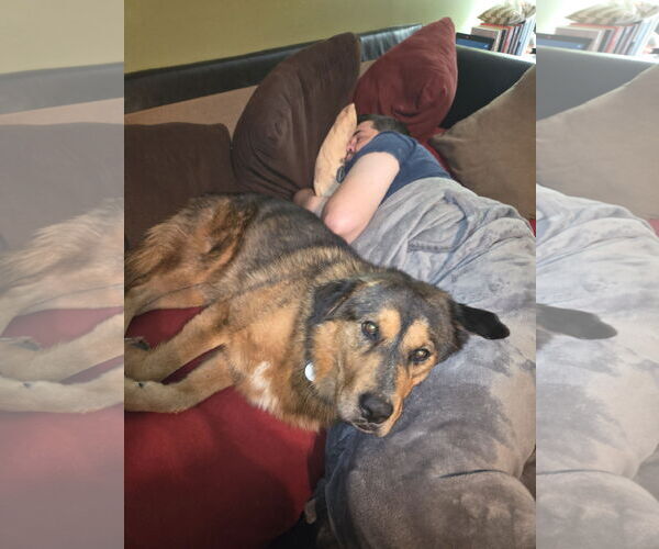 Medium Photo #3 Labrador Retriever-Unknown Mix Puppy For Sale in The Woodlands, TX, USA