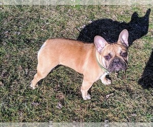 French Bulldog Puppy for sale in WARRINGTON, PA, USA